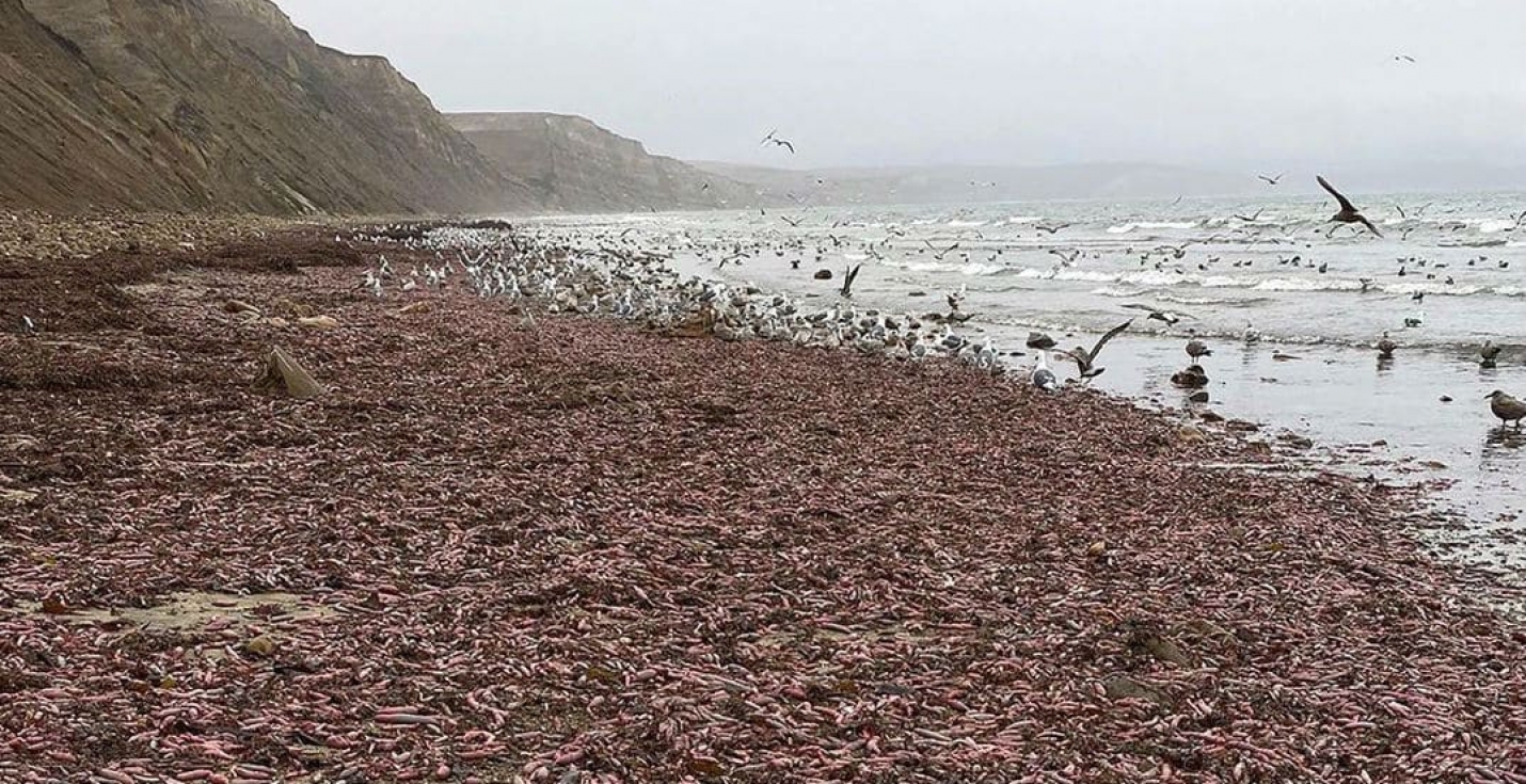 В Калифорнии на берег выбросило тысячи пульсирующих морских червей